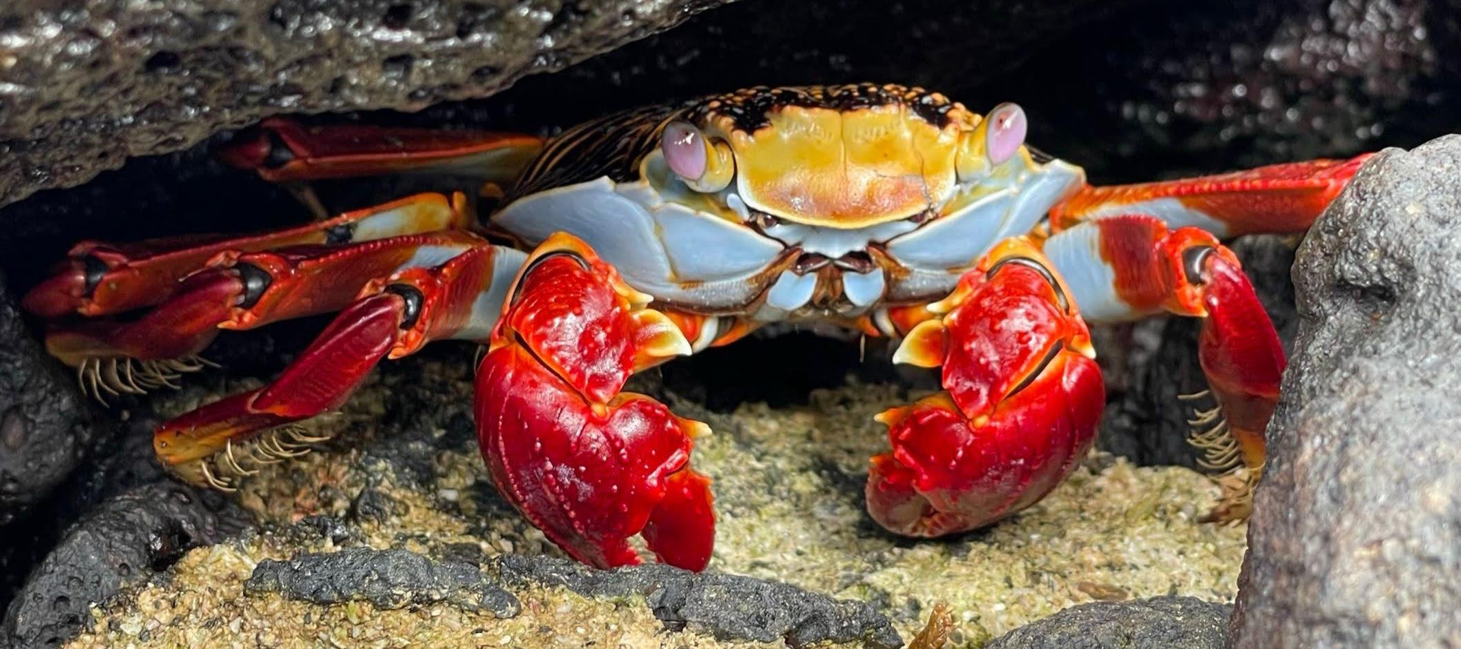 Crab in Galapagos Islands